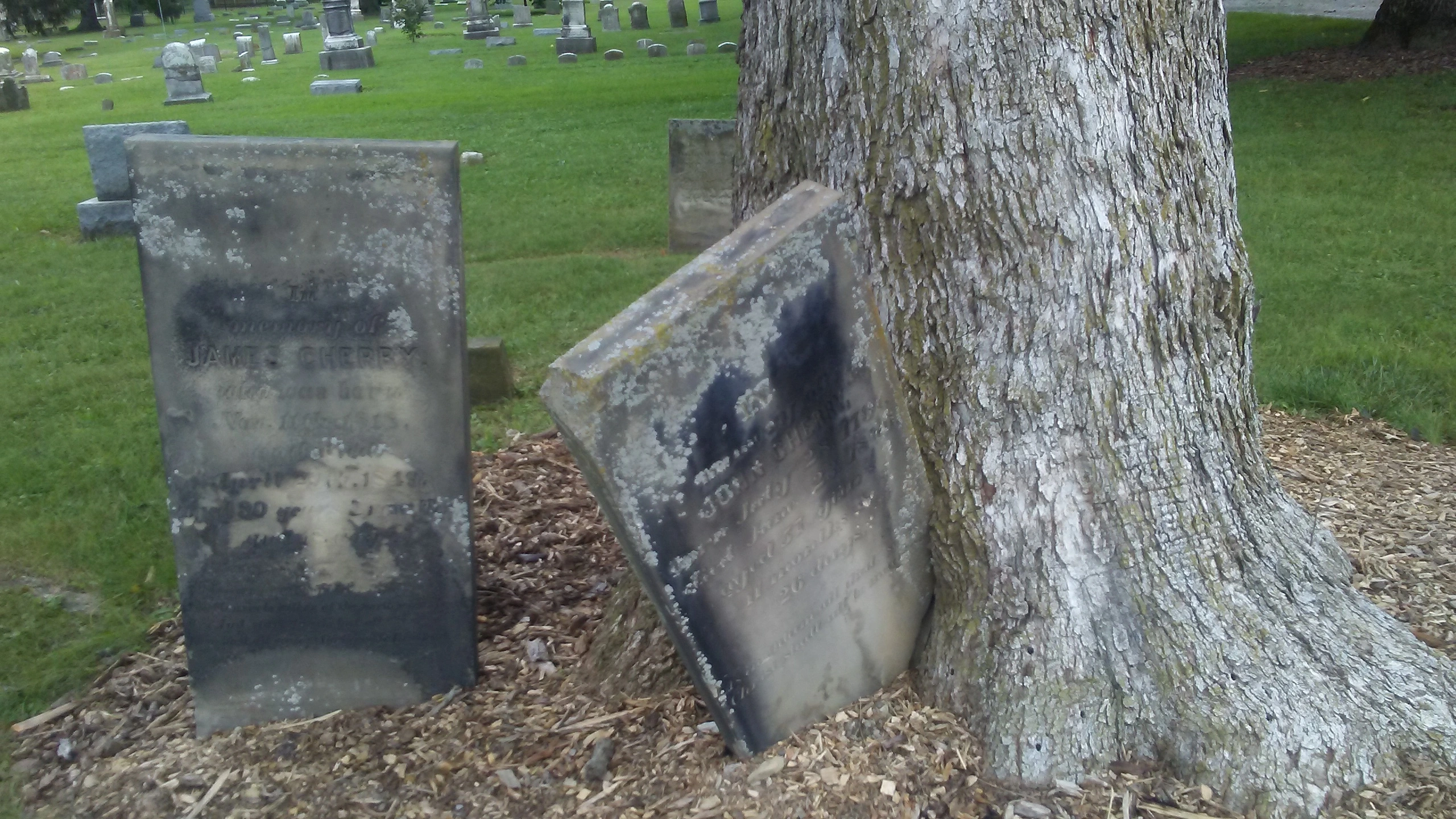 Tombstone in tree.jpg